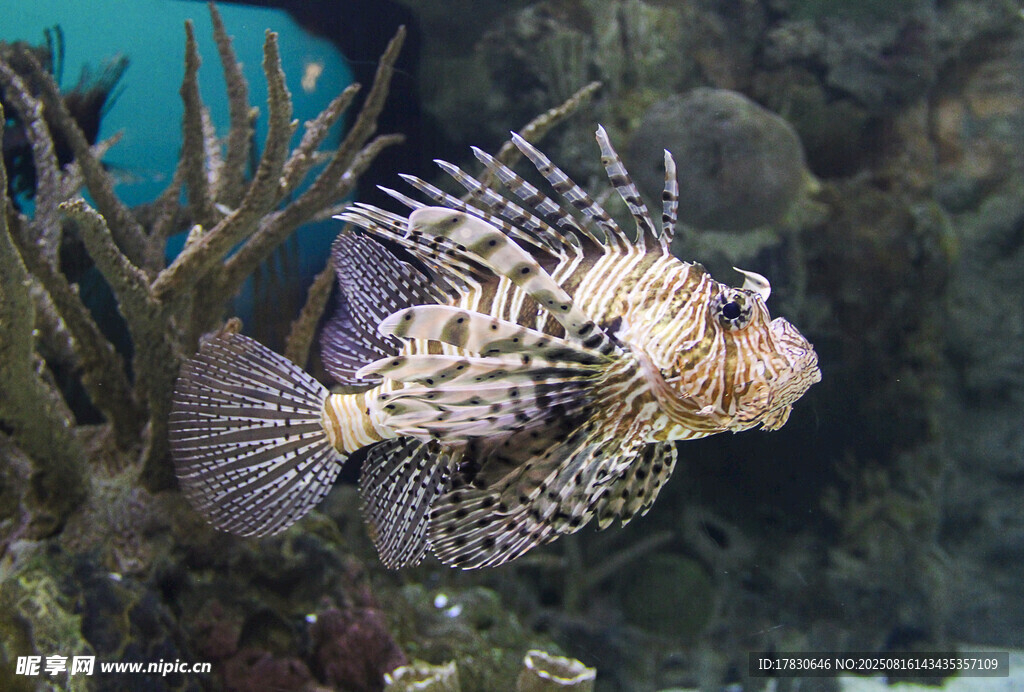 海洋中的美麗獅子魚(yú)