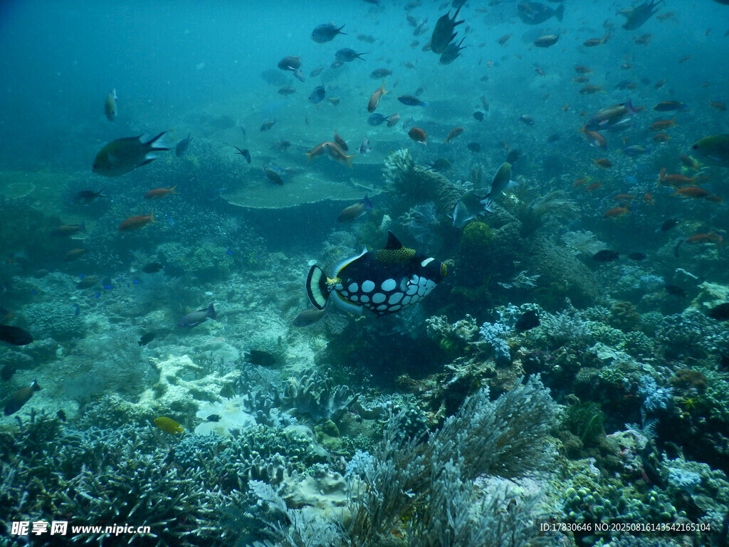海底世界的多彩魚類景觀