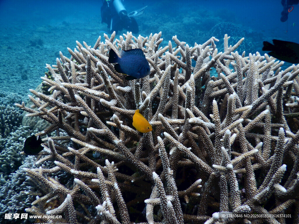 海底珊瑚叢中的多彩小魚