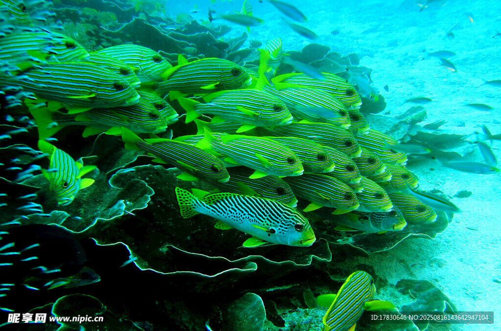 海底多彩珊瑚與游動(dòng)魚(yú)類(lèi)
