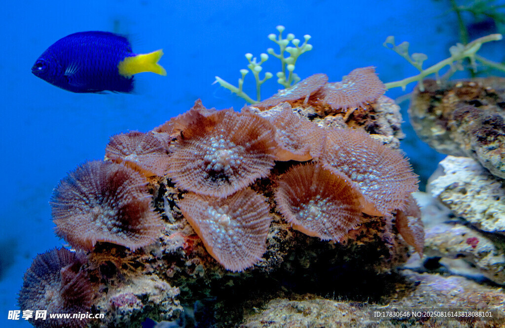 海底珊瑚與游動的小魚