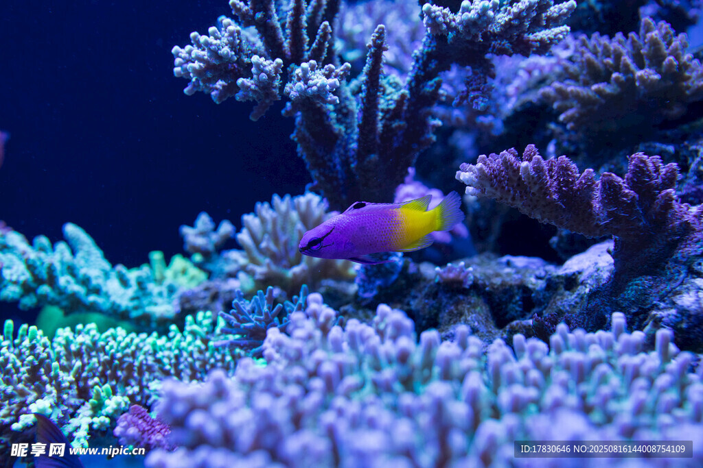 海底夢幻珊瑚與靈動小魚