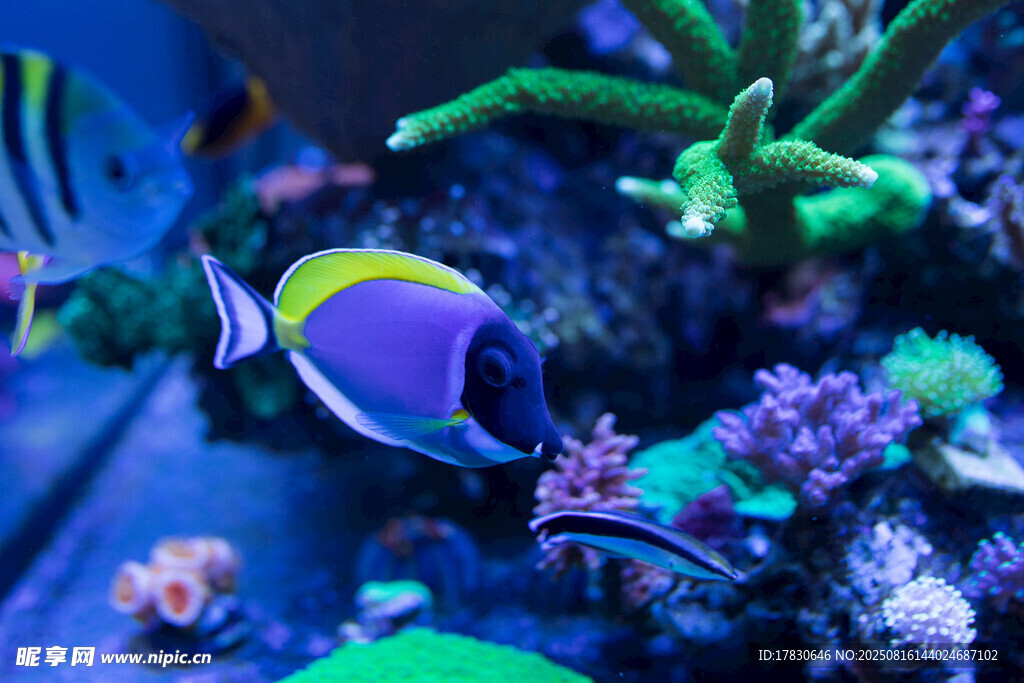 美麗海底熱帶魚(yú)與珊瑚