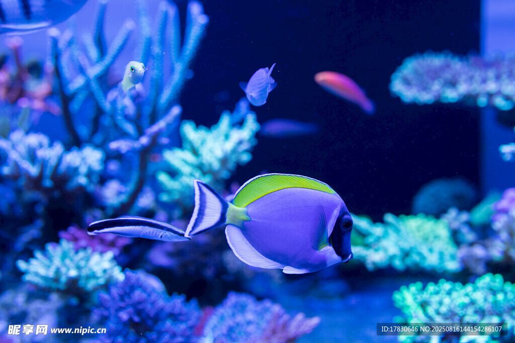 夢幻水族箱中的彩色小魚