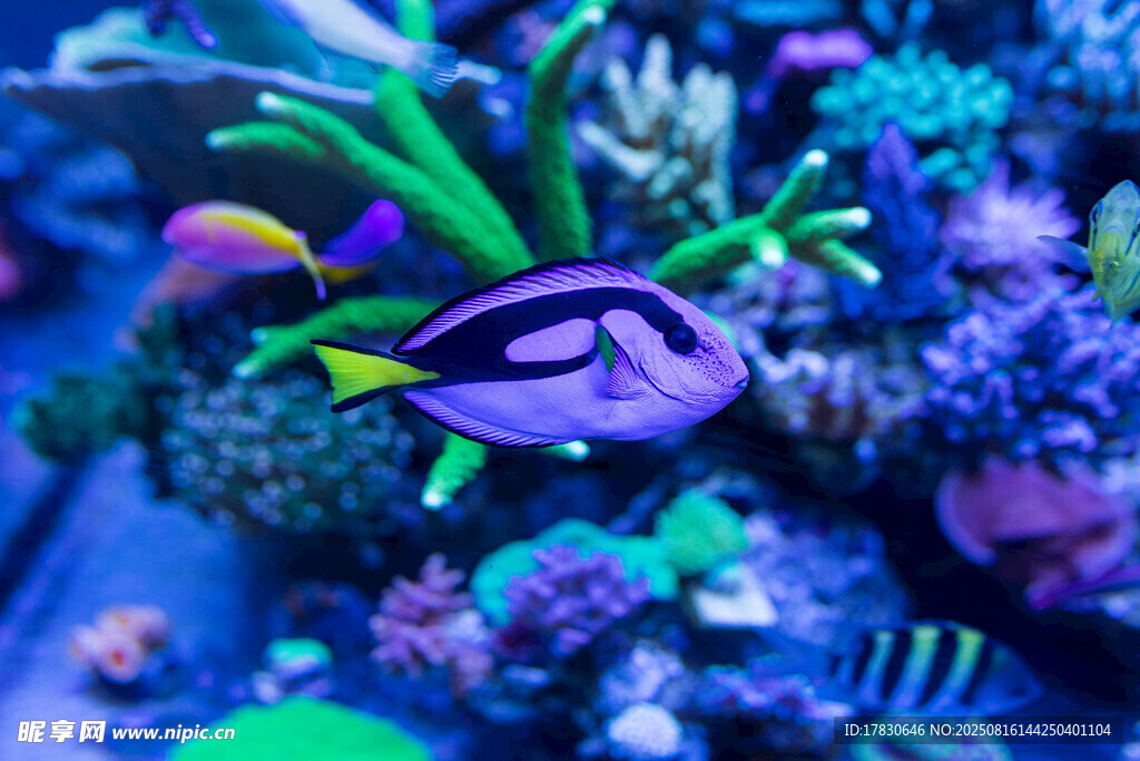 水族箱中的美麗熱帶魚(yú)