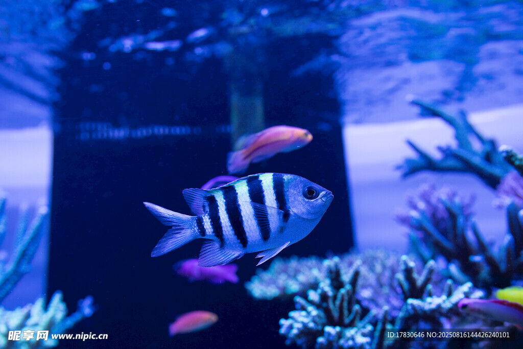 水族館中的條紋魚與珊瑚