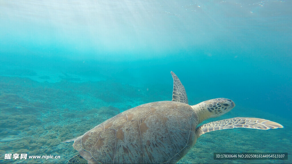 海底遨游的海龜