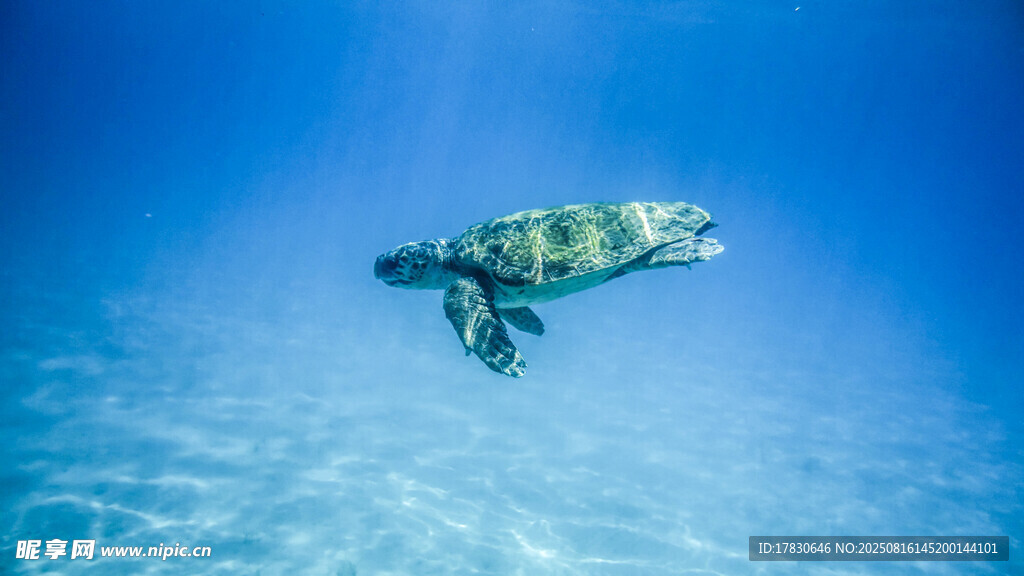 海中遨游的綠海龜