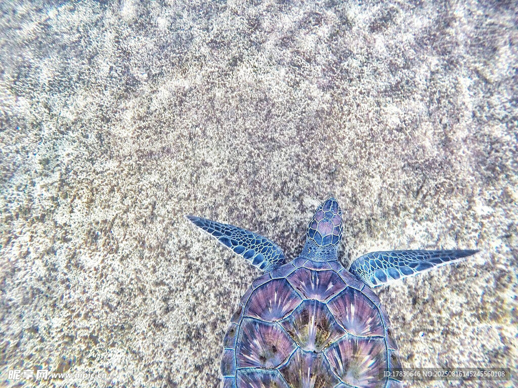 沙灘上的彩色海星圖案