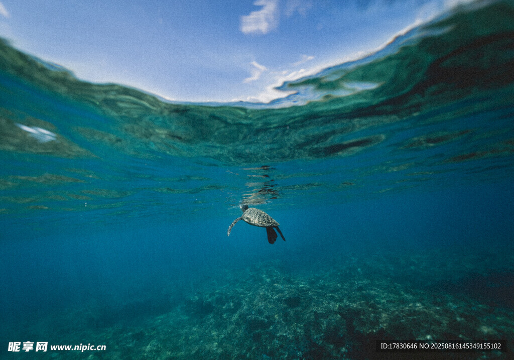 水下暢游的自由身影