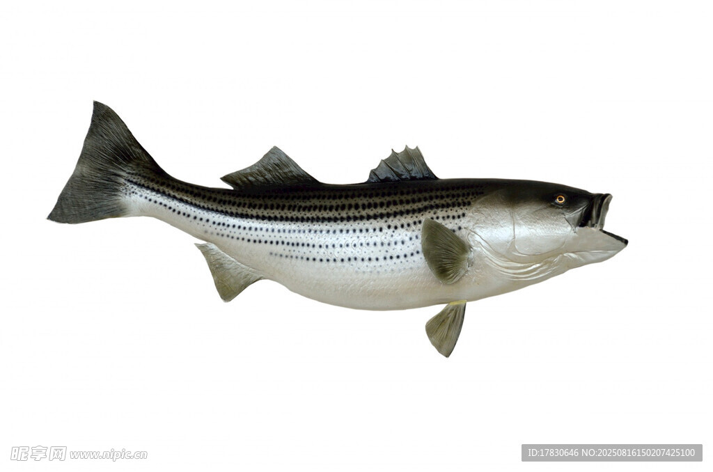 條紋鱸魚(yú)特寫(xiě)