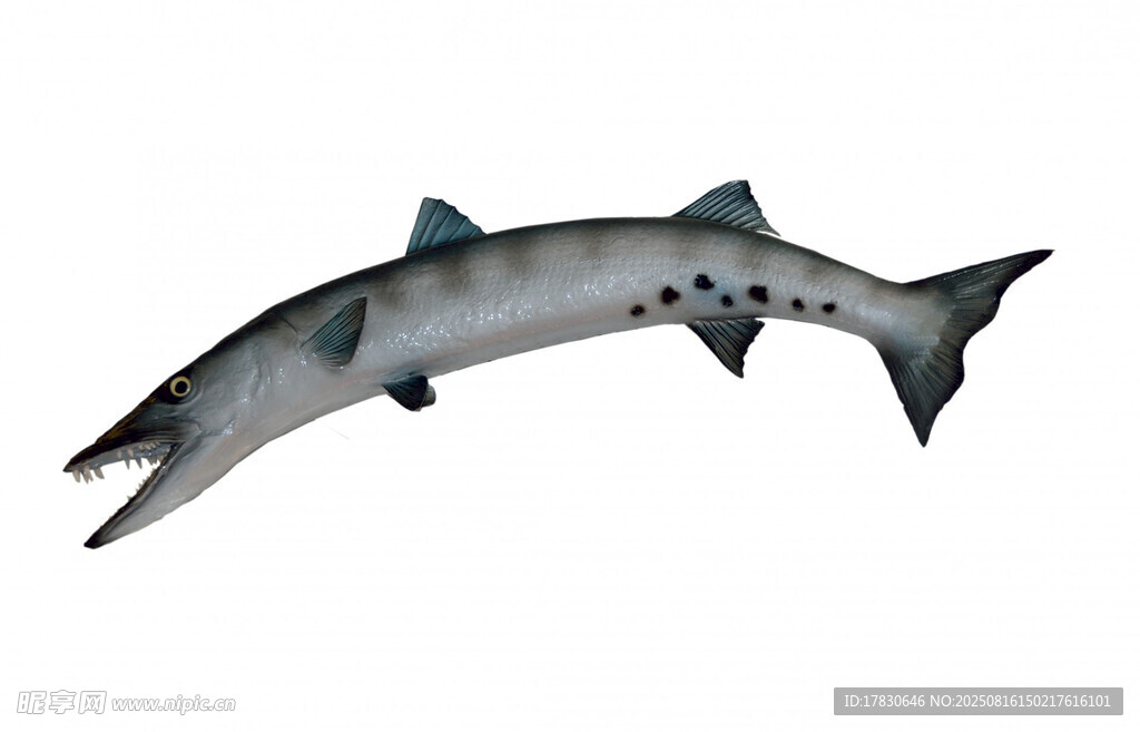 兇猛尖牙海魚(yú)特寫(xiě)