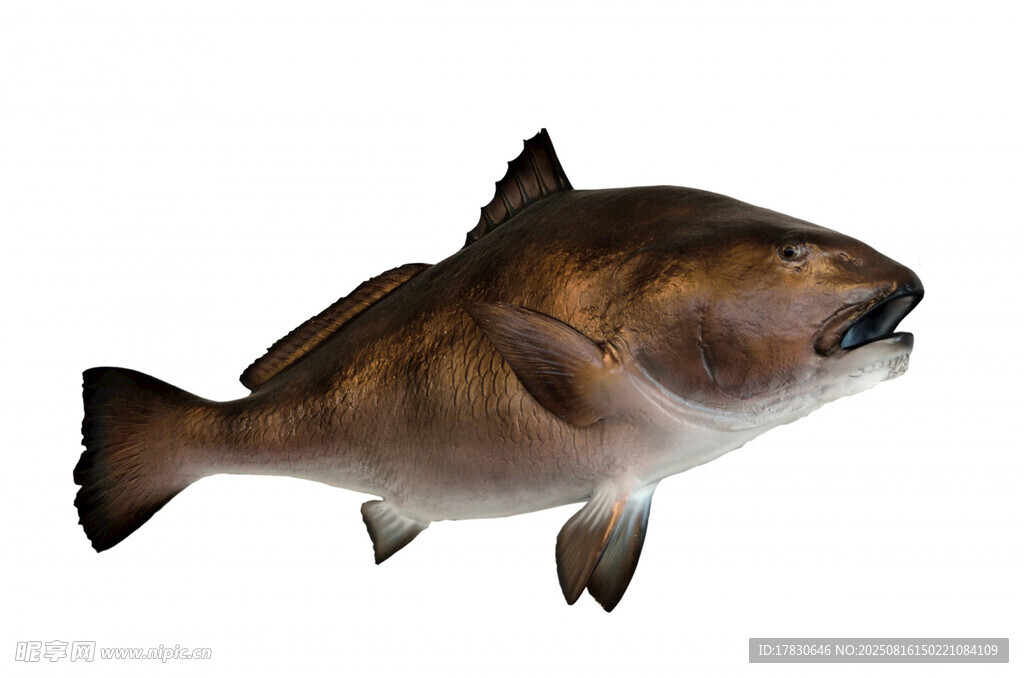 深海魚(yú)特寫(xiě)