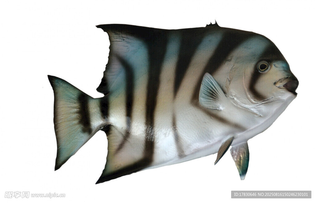 條紋海魚(yú)特寫(xiě)