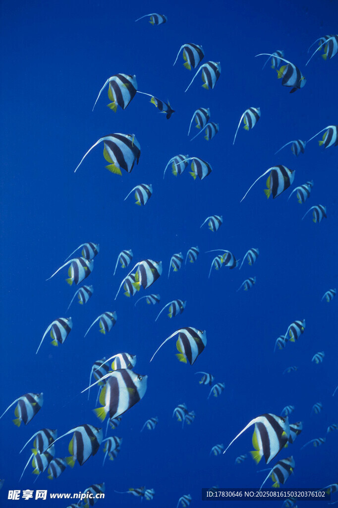 藍(lán)色海洋中的多彩條紋魚