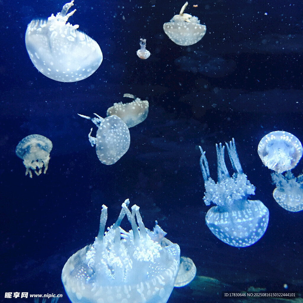 夢(mèng)幻水母在深海中游動(dòng)
