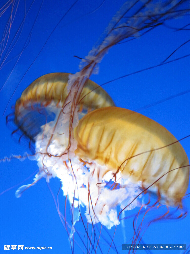 夢幻水母在藍色水域中游動