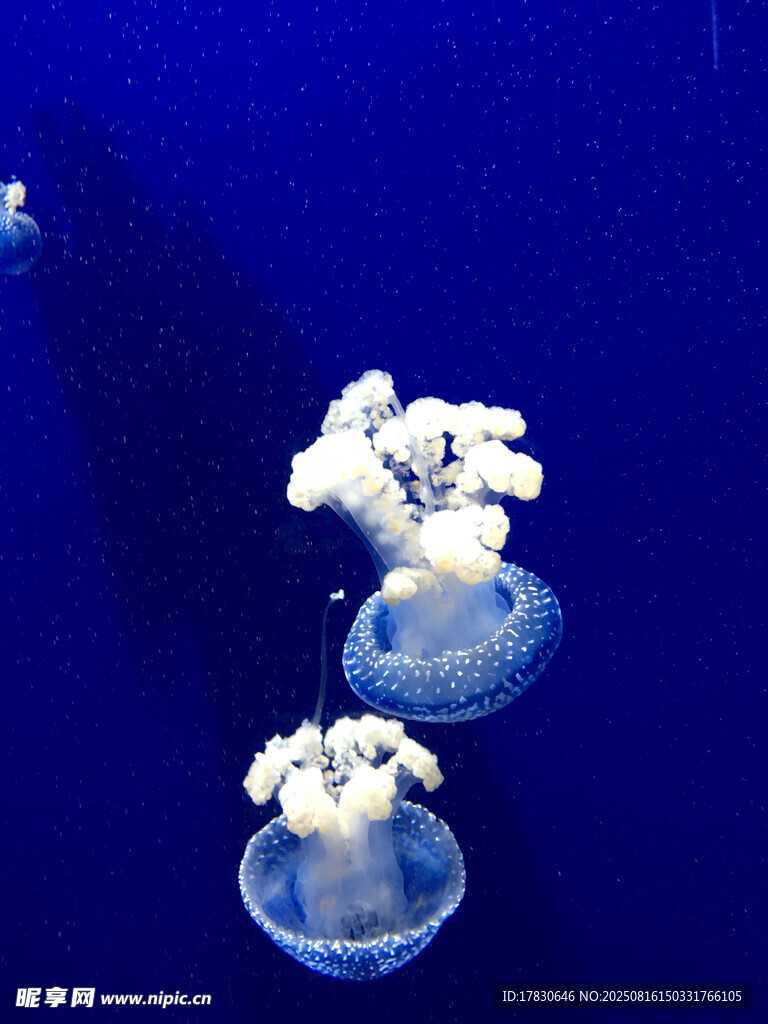 夢幻水母在水中悠然游動