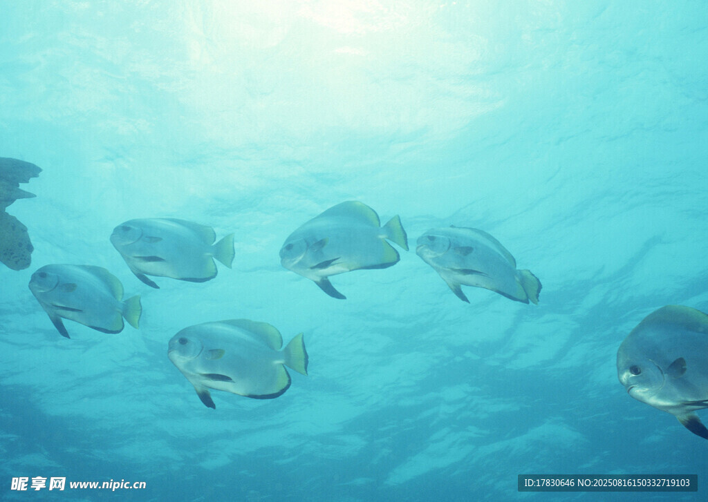 海洋中游動的一群小魚