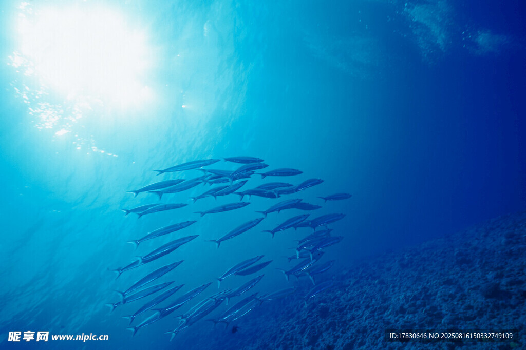 海底魚群在陽光下遨游