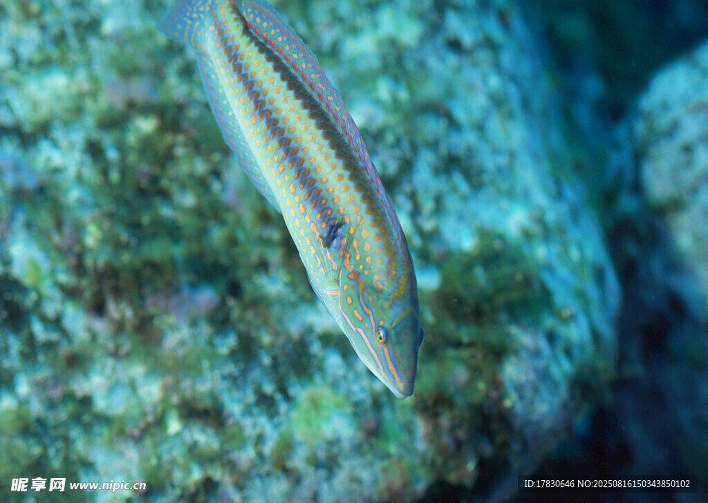 海洋中游動(dòng)的條紋小魚