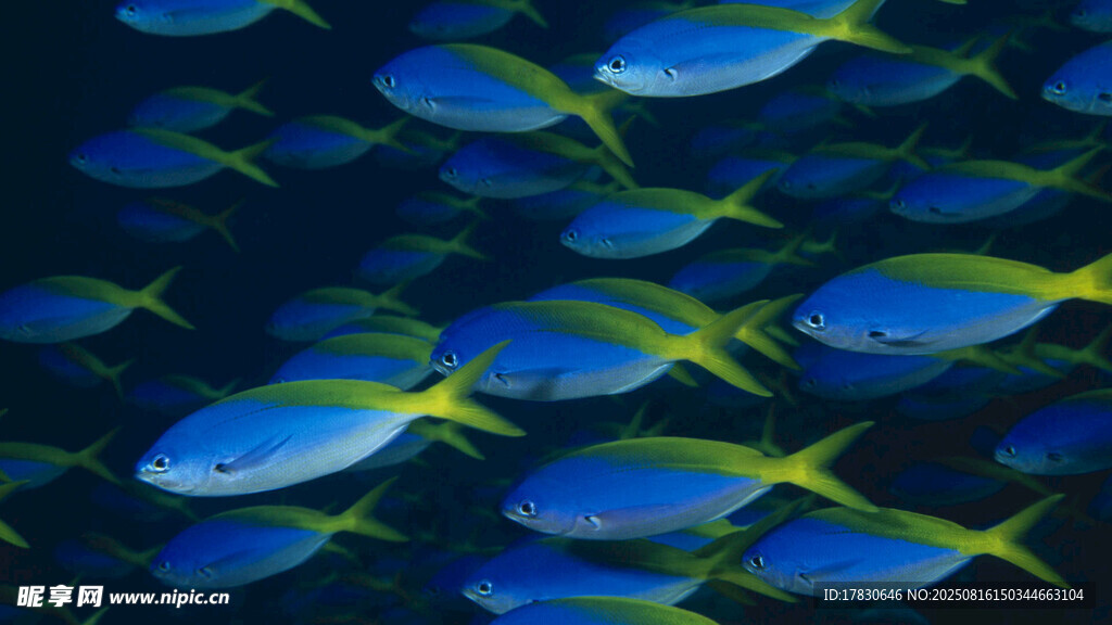 成群藍(lán)黃相間熱帶魚(yú)游動(dòng)