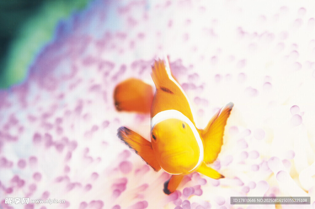 可愛折紙金魚