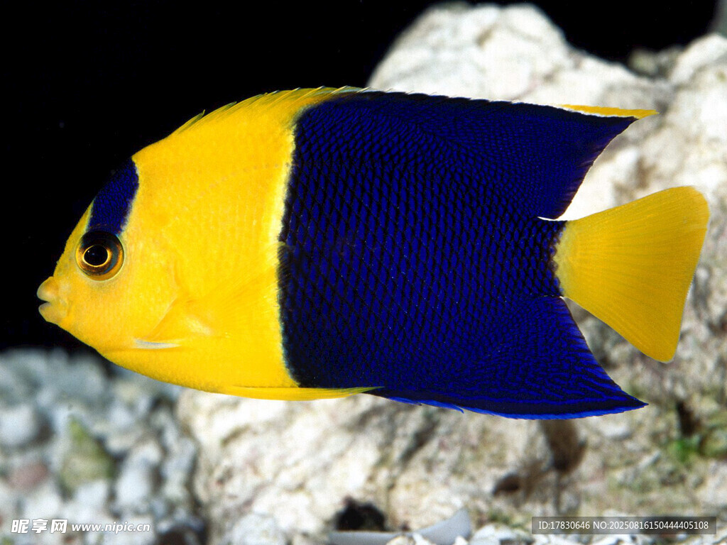 藍(lán)黃相間的美麗熱帶魚(yú)