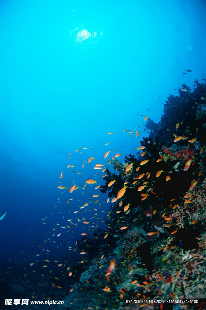 海底珊瑚與群魚的夢幻景象