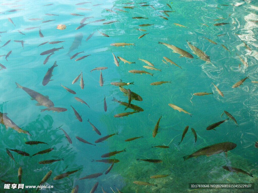 清澈水中群魚暢游