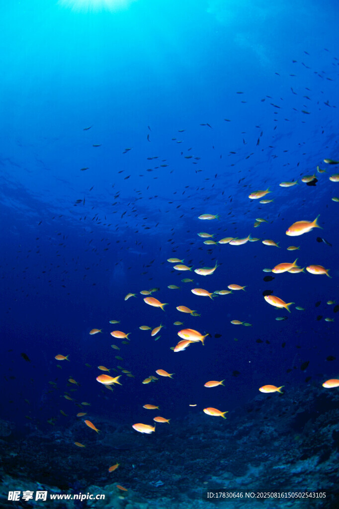 海底魚群遨游美景