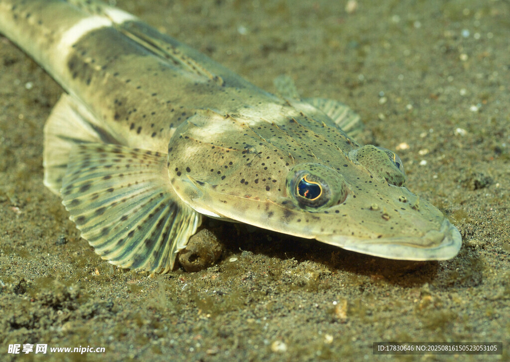 獨(dú)特外形的奇異魚(yú)類
