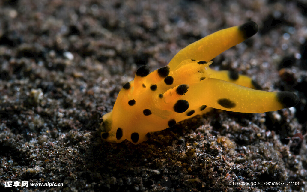 斑點黃鰭海蛞蝓特寫