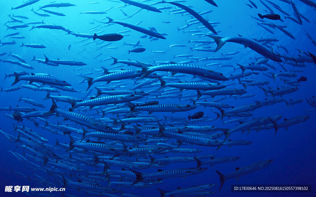 藍(lán)色海洋中的群魚景觀