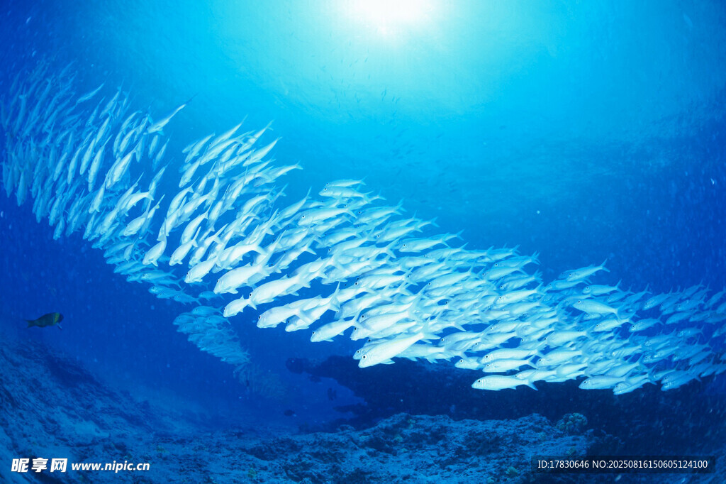海洋中壯觀的魚群風(fēng)暴