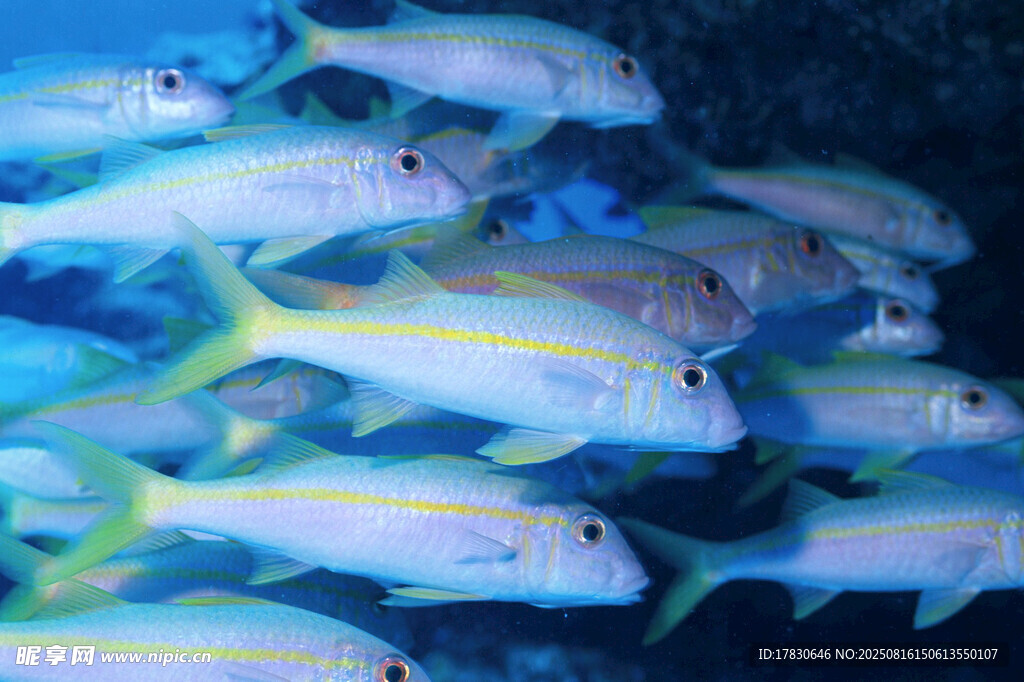 群游的多彩海魚
