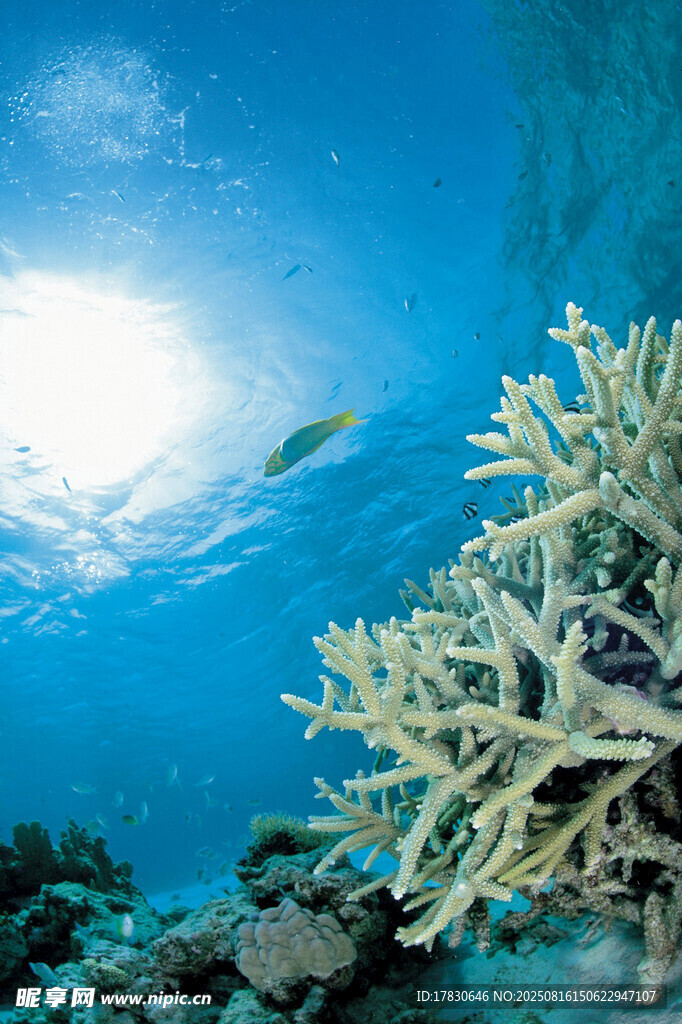 海底珊瑚與游動的小魚