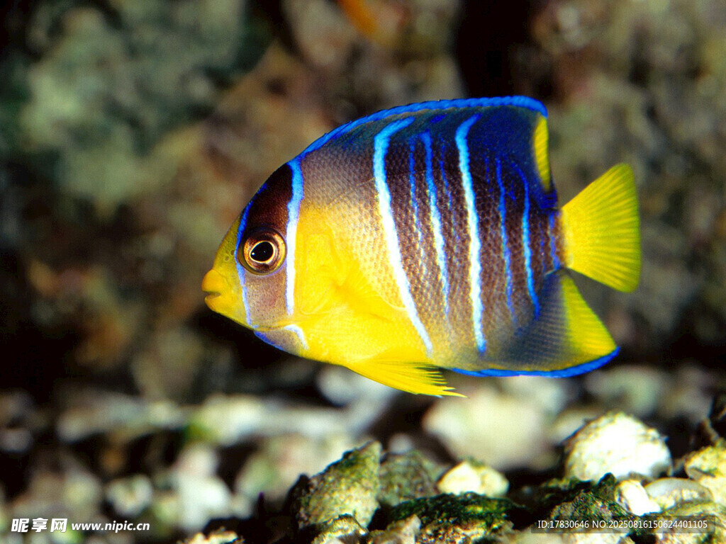 色彩斑斕的熱帶觀賞魚(yú)