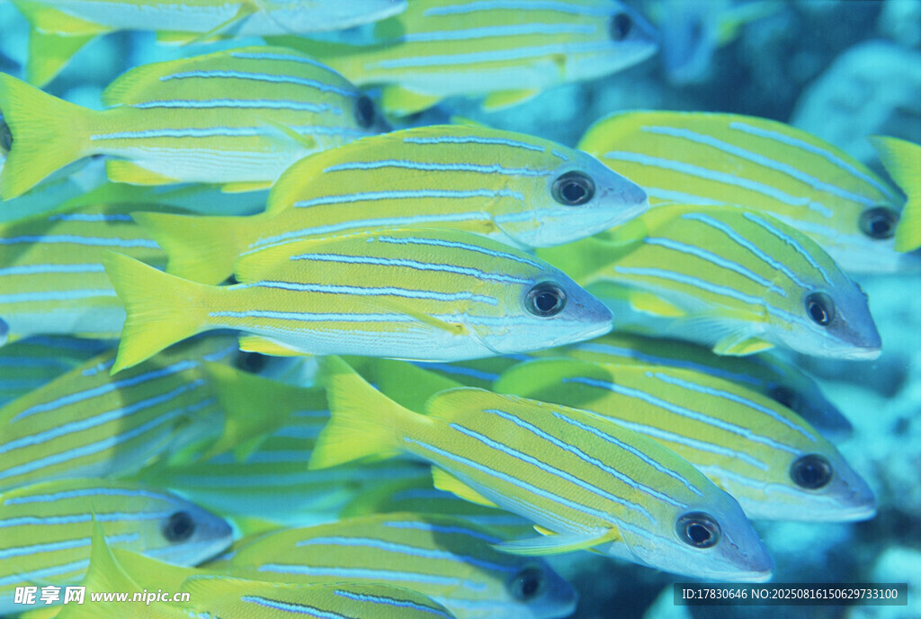 成群黃條紋海魚(yú)游動(dòng)畫面