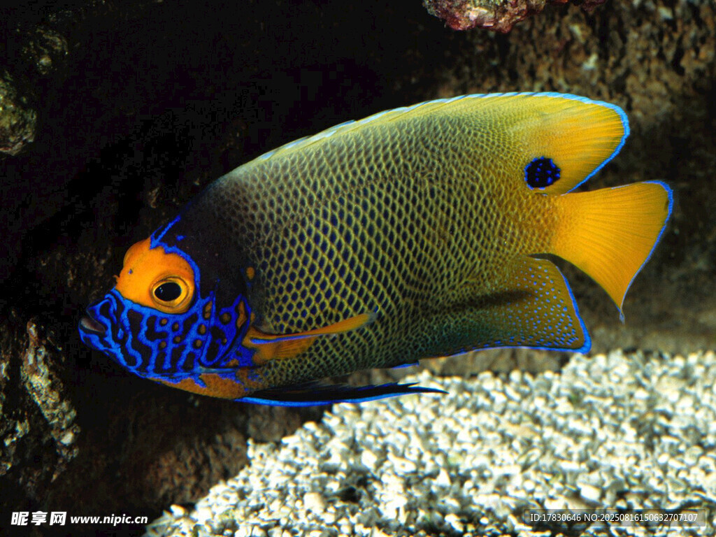 色彩斑斕的海洋神仙魚
