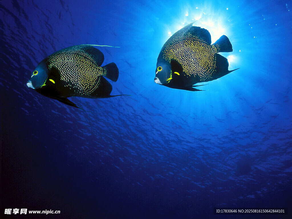 深海中的雙尾美麗熱帶魚