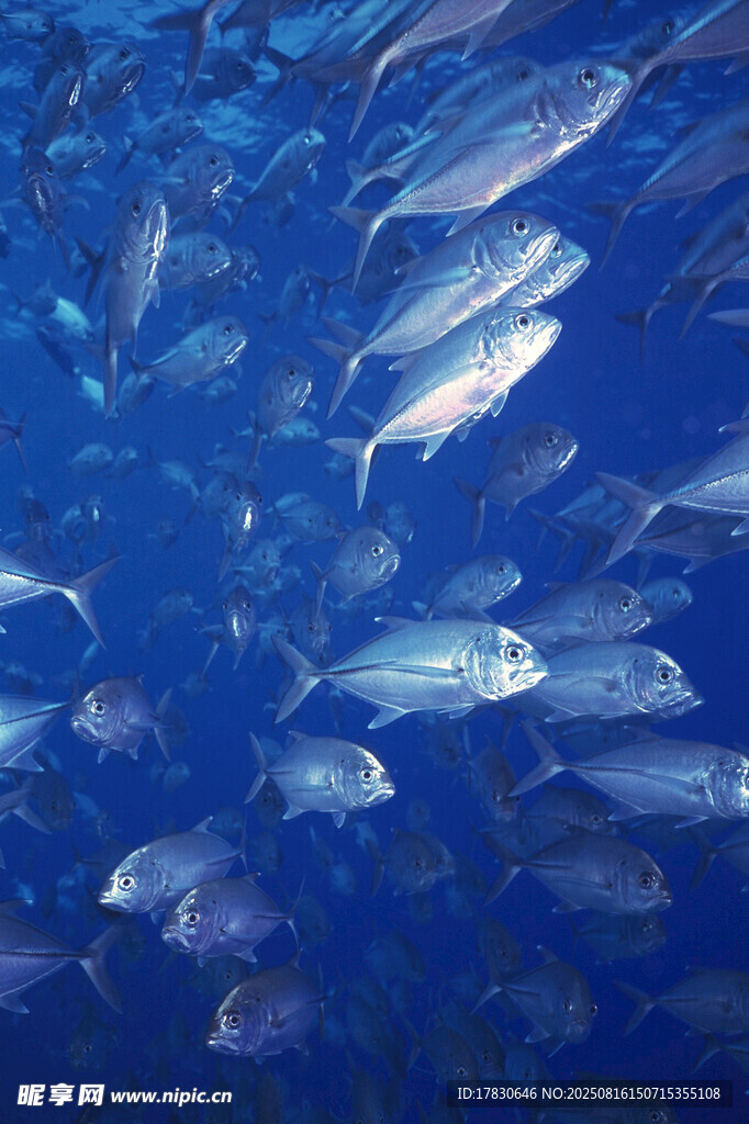 海洋中游動的成群銀色魚類