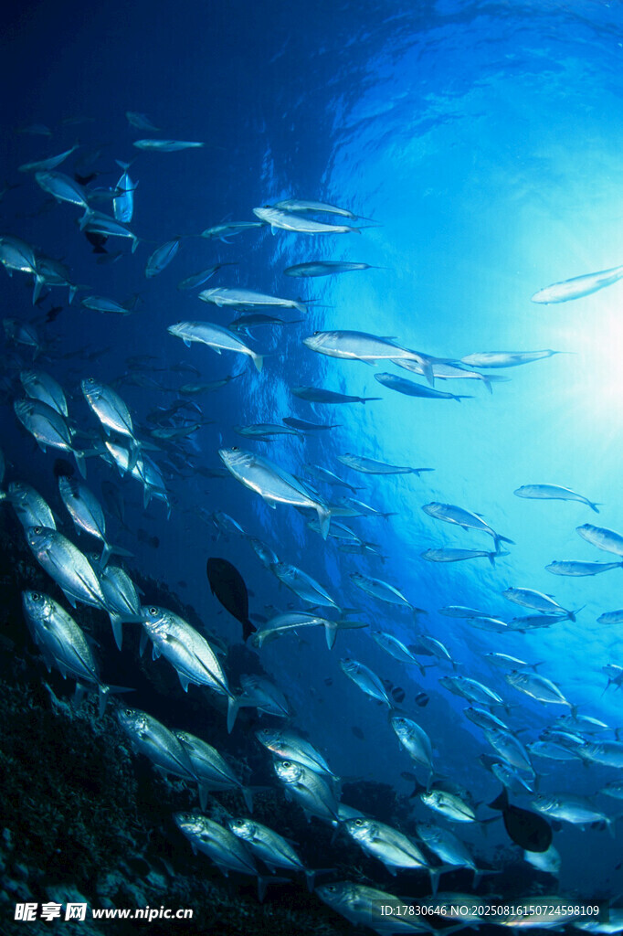 深海群魚共游壯麗景象