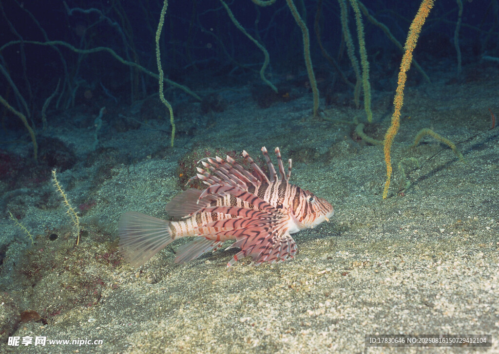 海底的紅色獅子魚(yú)