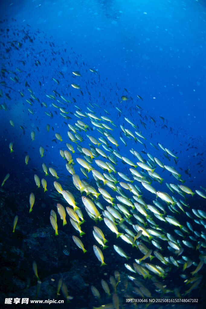 海底魚群壯觀景象