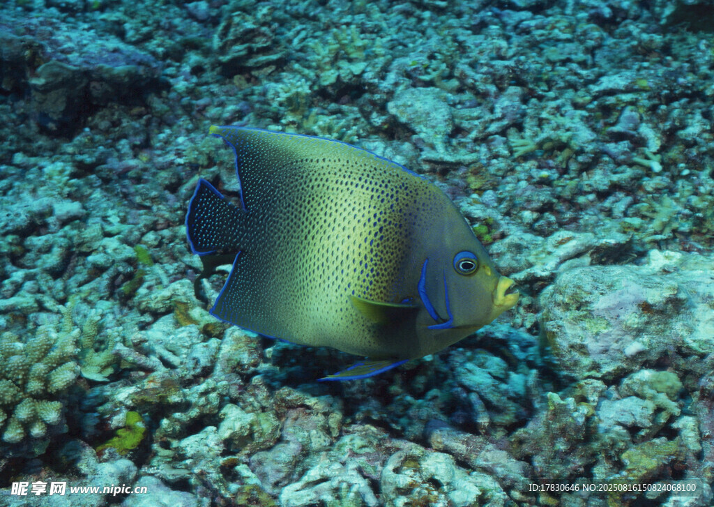 海底美麗的神仙魚