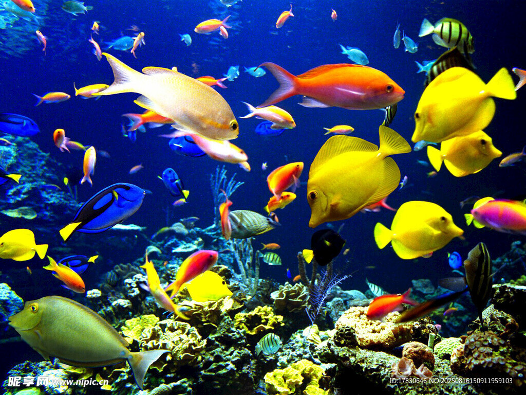 繽紛海底世界的多彩魚類