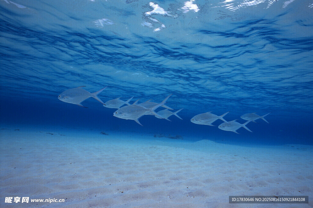 海底魚群游弋美景