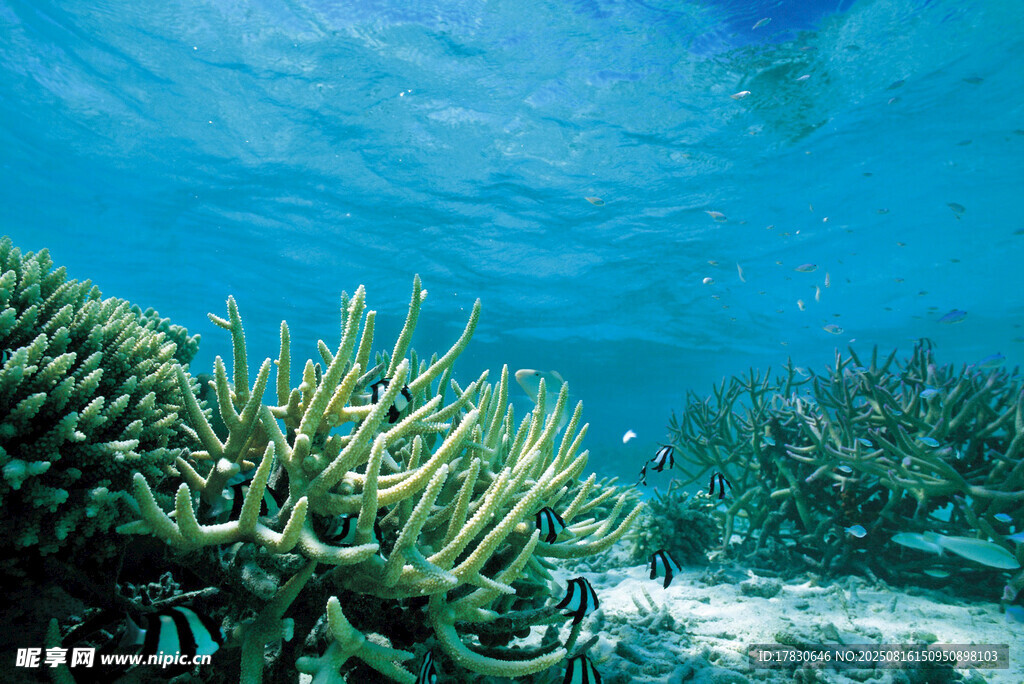 海底絢麗珊瑚景觀