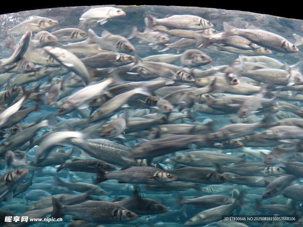 海洋中密集的魚群景觀